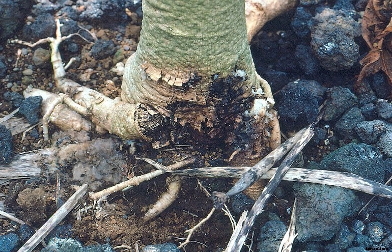 Garden diseaes - Phytophthora root rot
