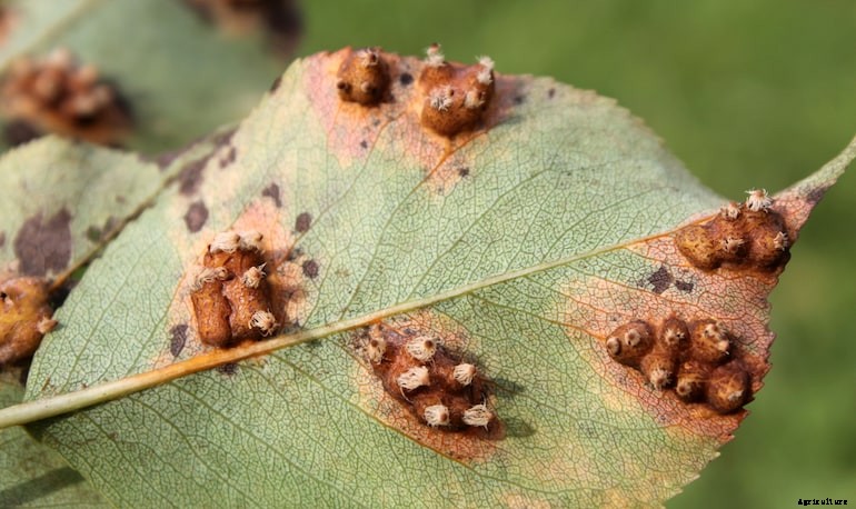 Garden diseases - Pear rust