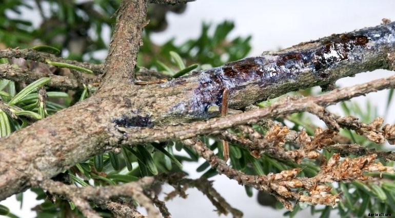 Garden diseaes - Phytophthora root rot