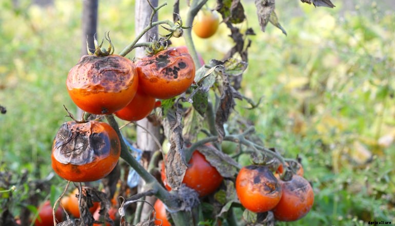 Garden diseases - Potato and tomato blight