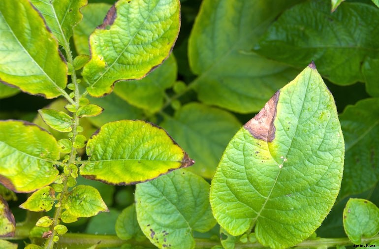 Garden diseases - Potato and tomato blight