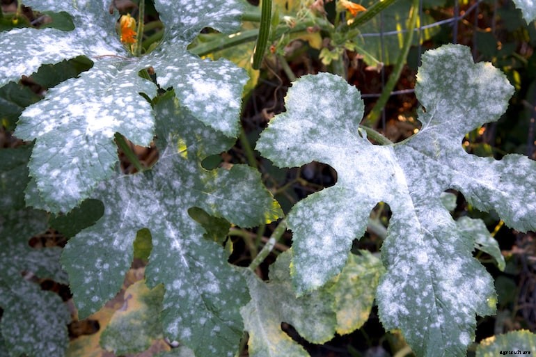 Garden diseases - Powdery Mildew