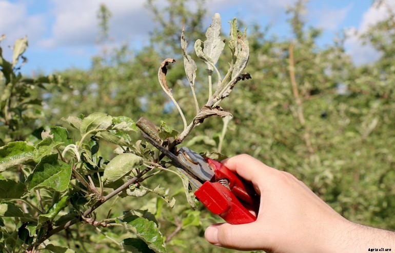 Garden diseases - Powdery Mildew