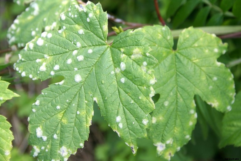 Garden diseases - Powdery Mildew