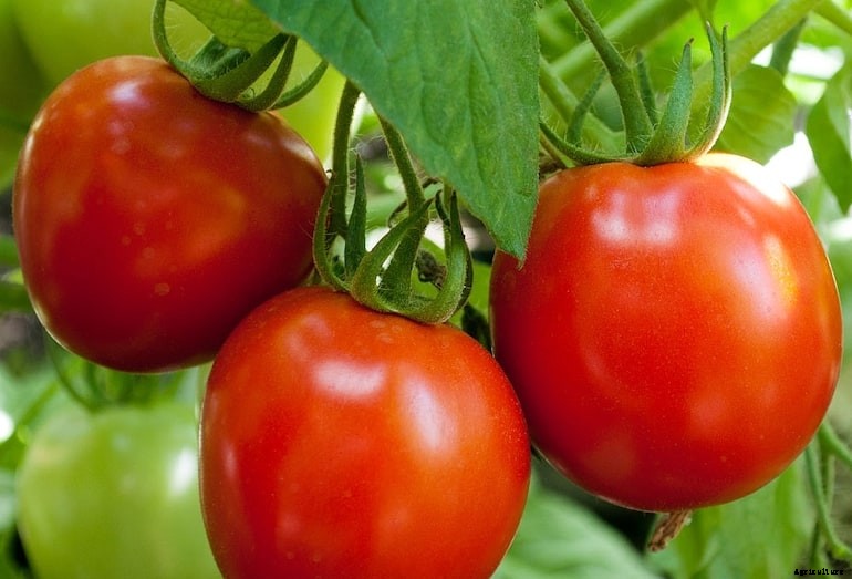 Garden diseases - Tomato greenback