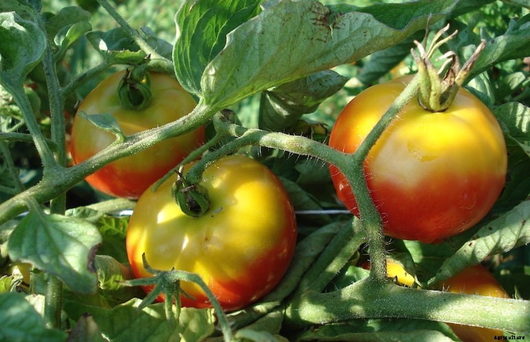 Garden diseases - Tomato greenback