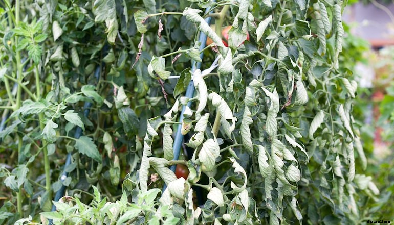 Garden diseases - Tomato leaf curl