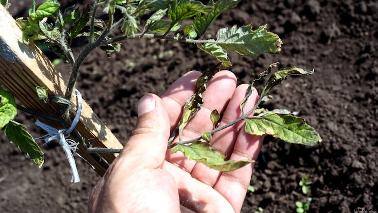 Garden diseases - Tomato leaf curl