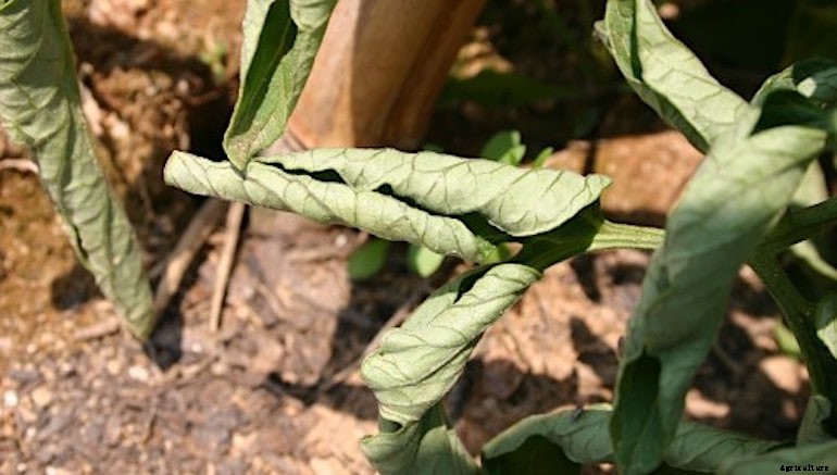 Garden diseases - Tomato leaf curl