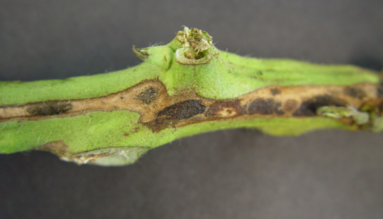 Garden diseases - Tomato Stem Canker