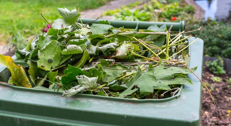 Garden diseases - Tomato Stem Canker