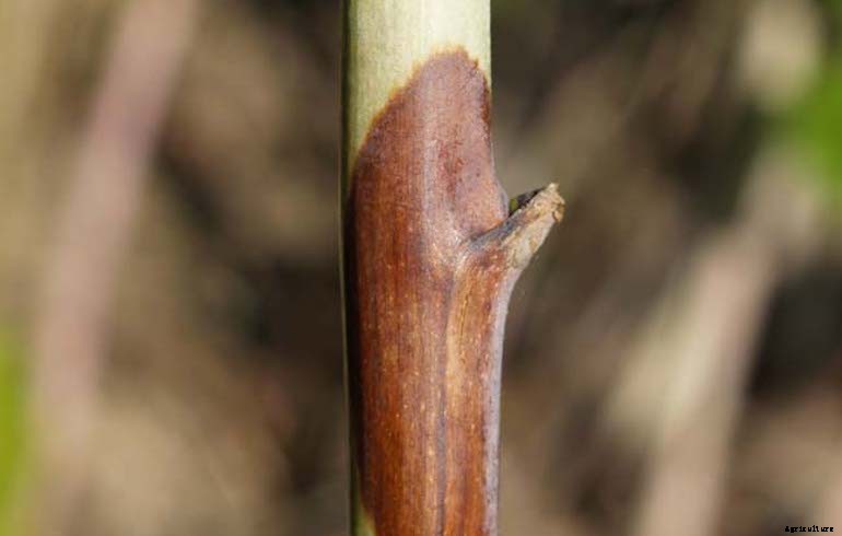 Garden diseases - Tomato Stem Canker