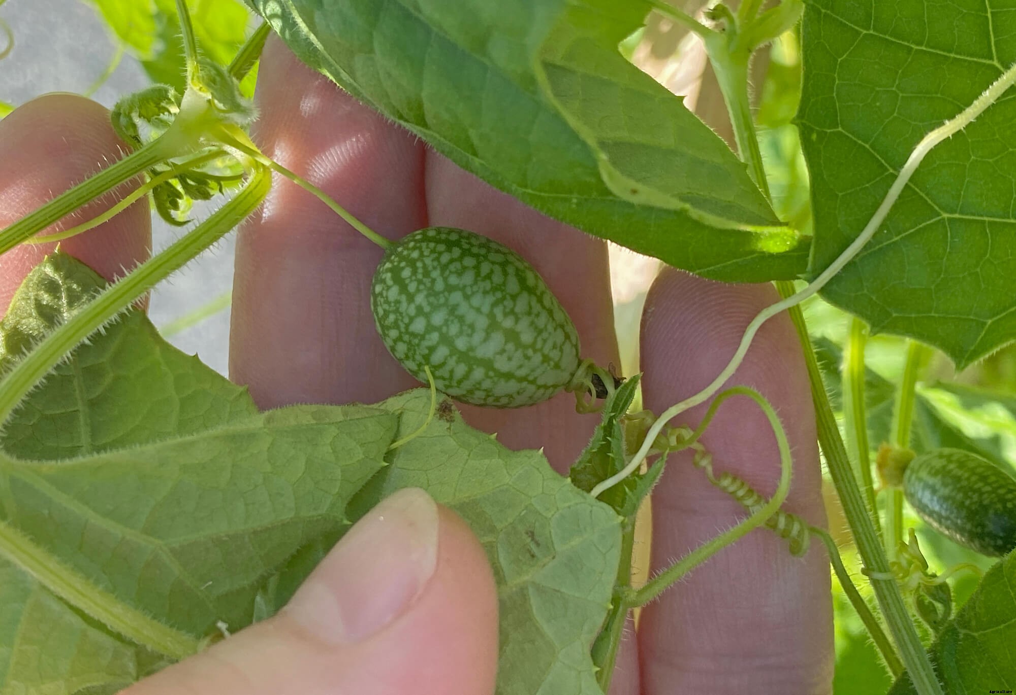 How to Grow Mexican Gherkins