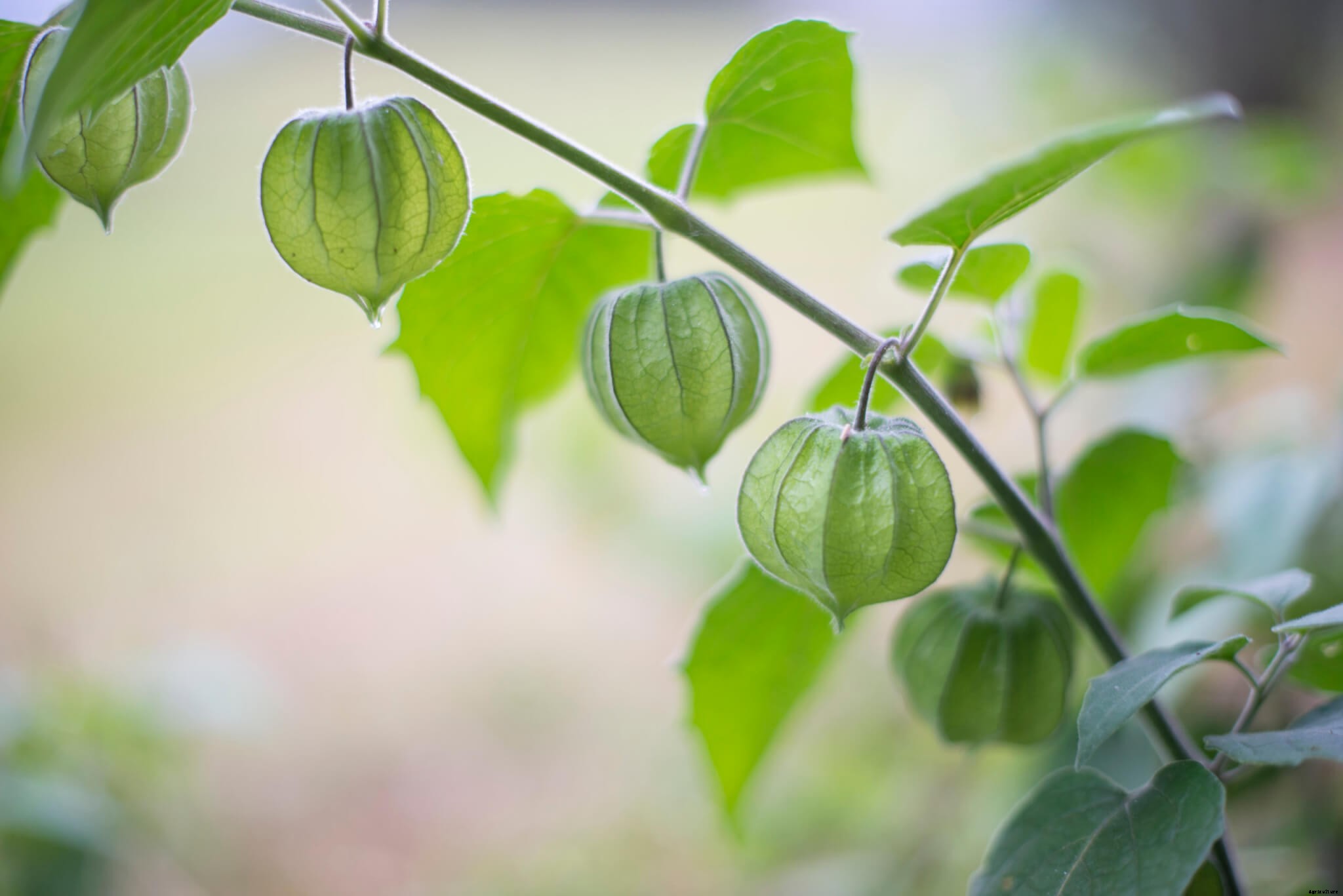 How to Grow Ground Cherries