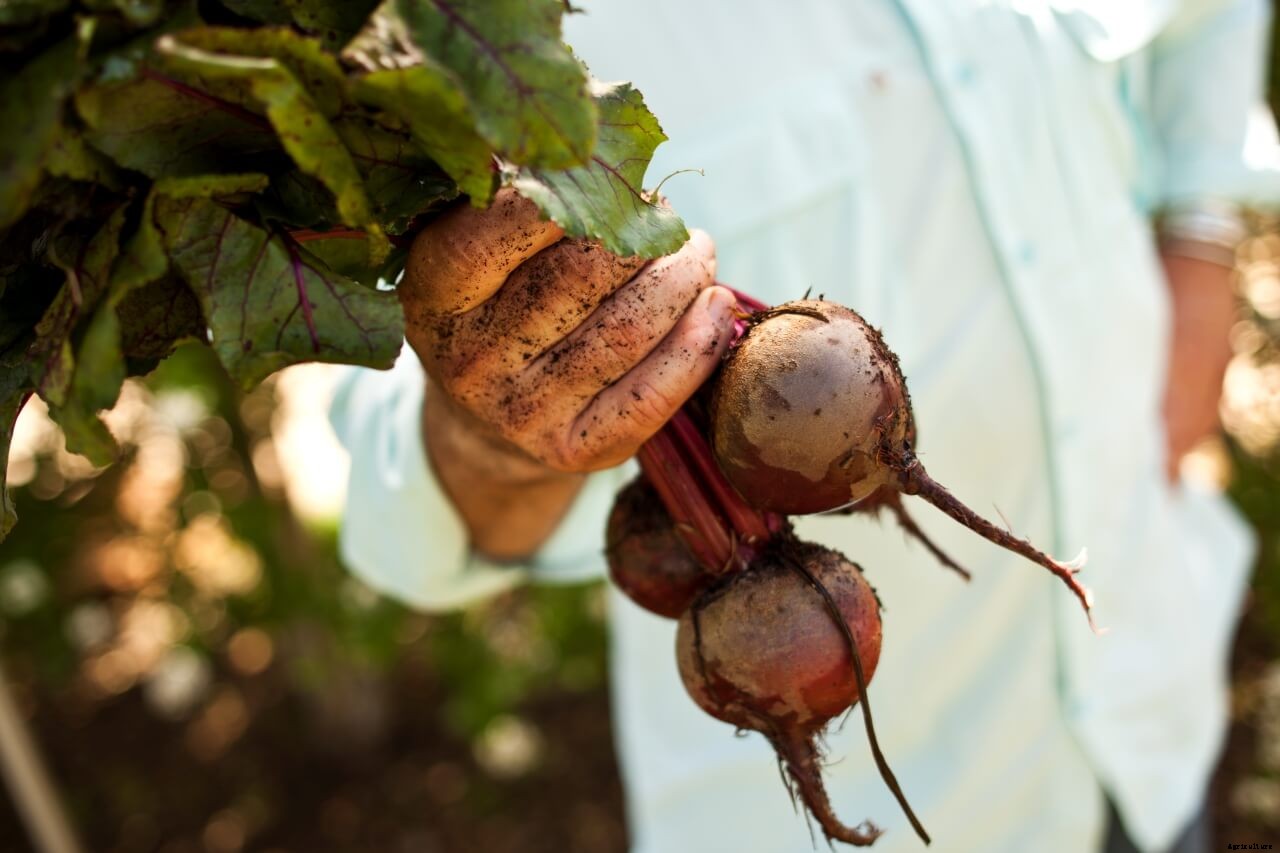 Growing Beets