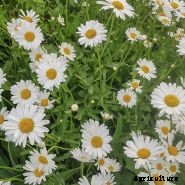 How to Grow Chamomile