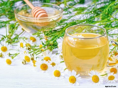 How to Grow Chamomile
