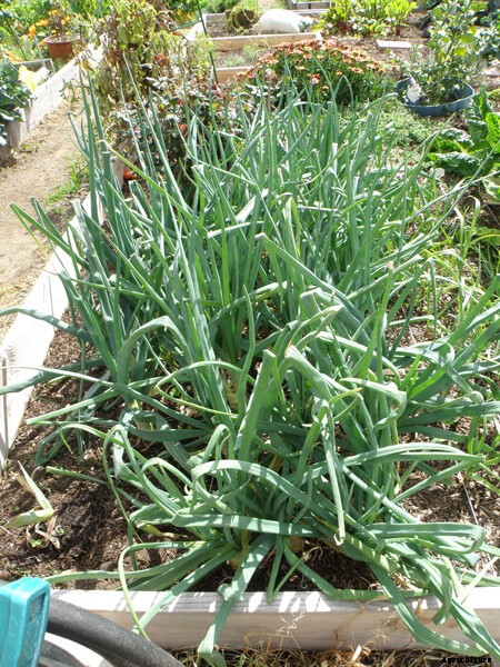 Growing Onions