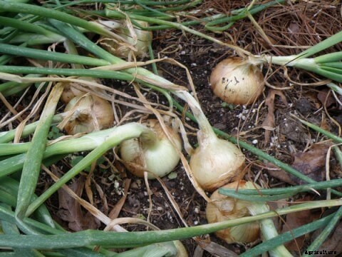Growing Onions