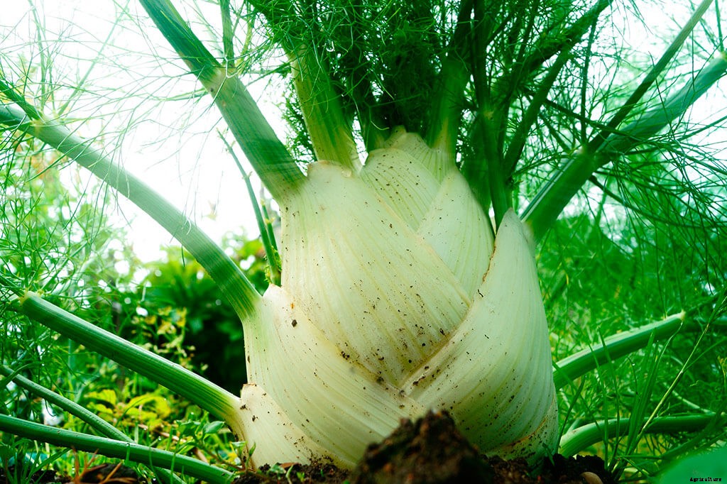 Growing Fennel