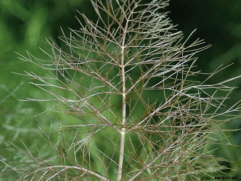 Growing Fennel