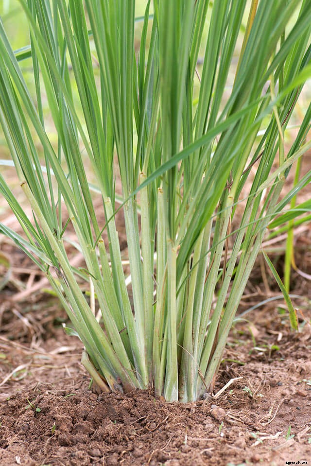 Growing Lemongrass