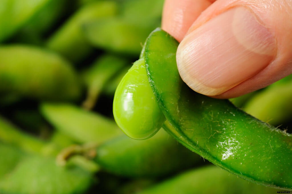 Growing Edamame