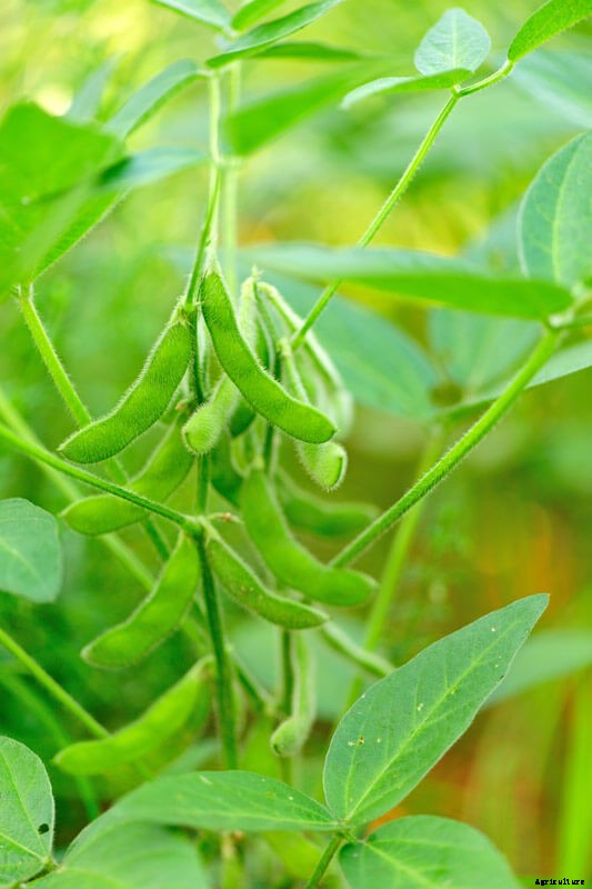 Growing Edamame