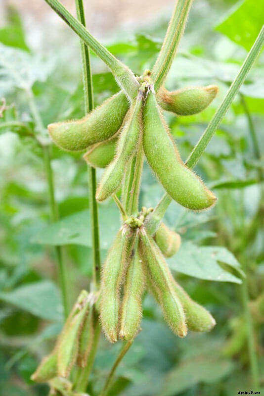 Growing Edamame