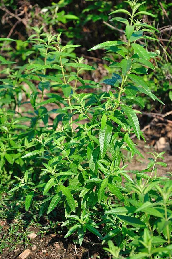 Growing Lemon Verbena