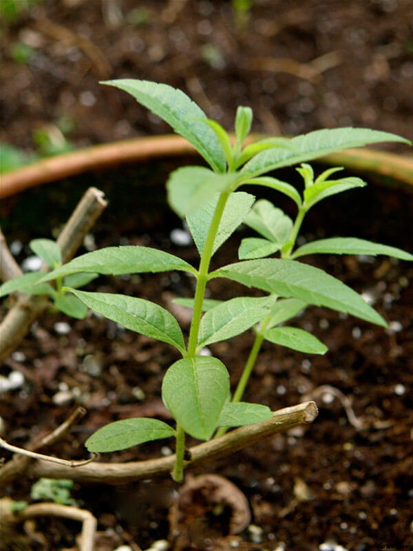 Growing Lemon Verbena