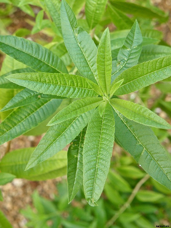 Growing Lemon Verbena