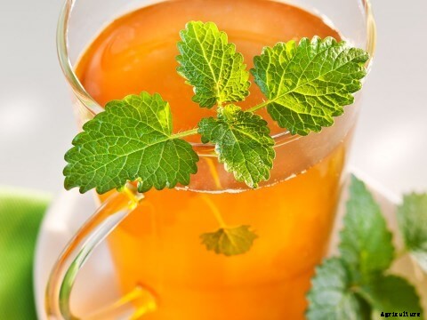 Growing Lemon Verbena