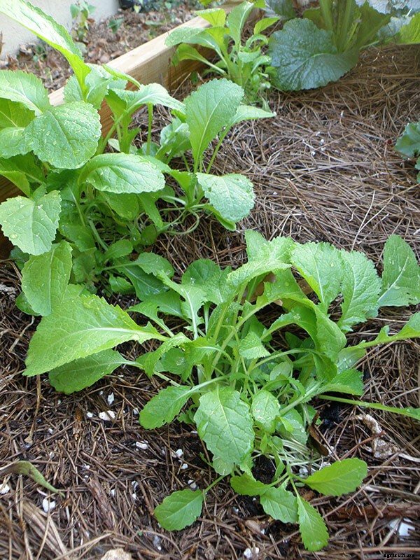 Growing Mustard Greens