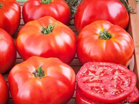 Growing Mustard Greens