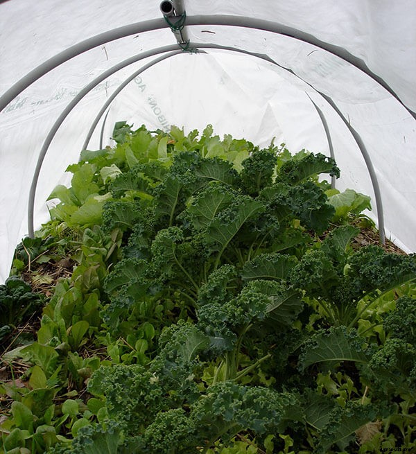 Growing Mustard Greens