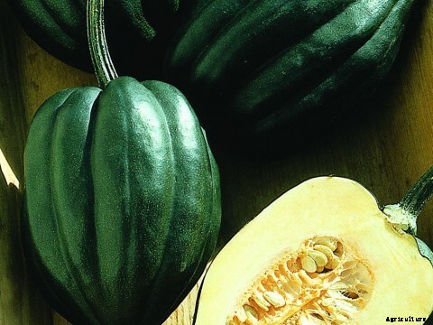 Growing Mustard Greens