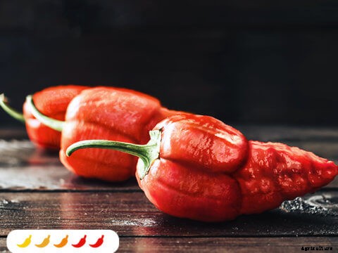 Growing Mustard Greens