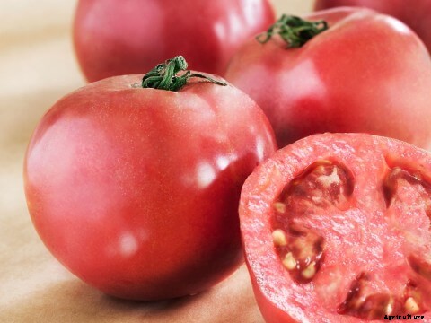 Growing Mustard Greens