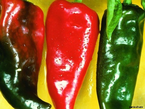 Growing Mustard Greens