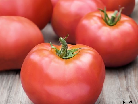Growing Mustard Greens