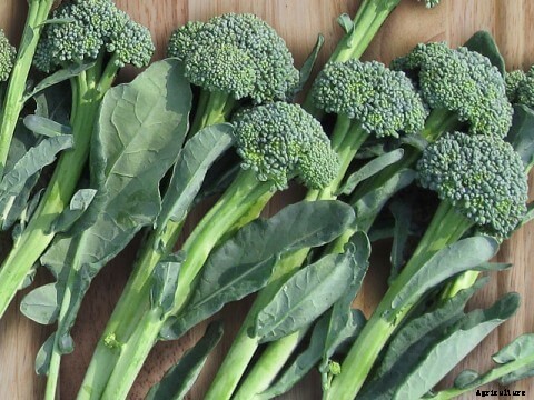 Growing Mustard Greens