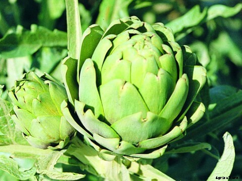 Growing Mustard Greens