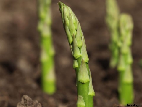 Growing Mustard Greens