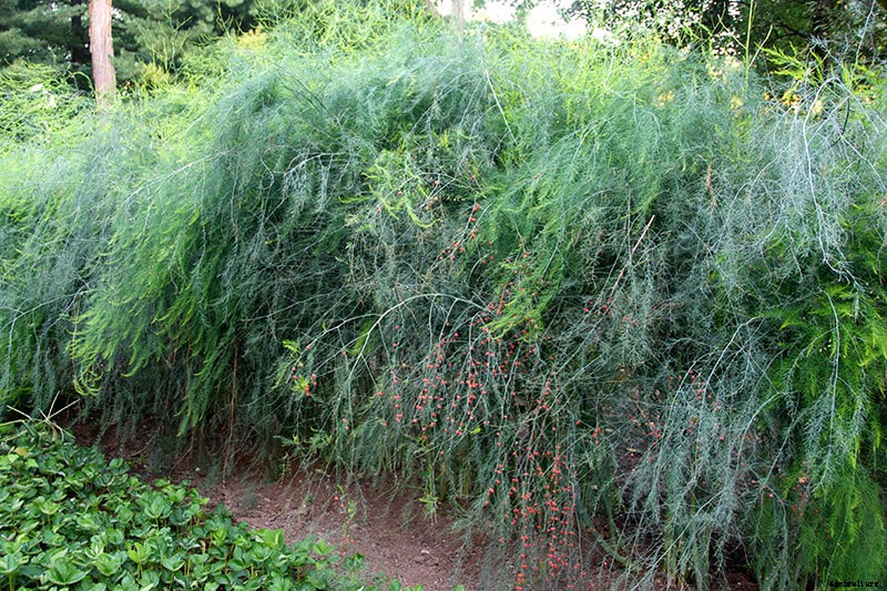 Growing Asparagus