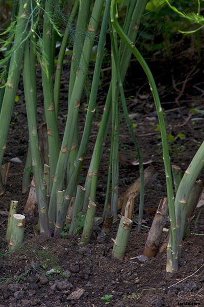 Growing Asparagus