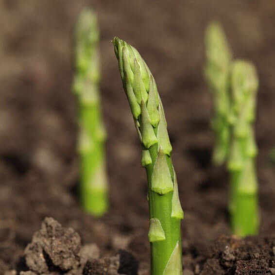 Growing Asparagus