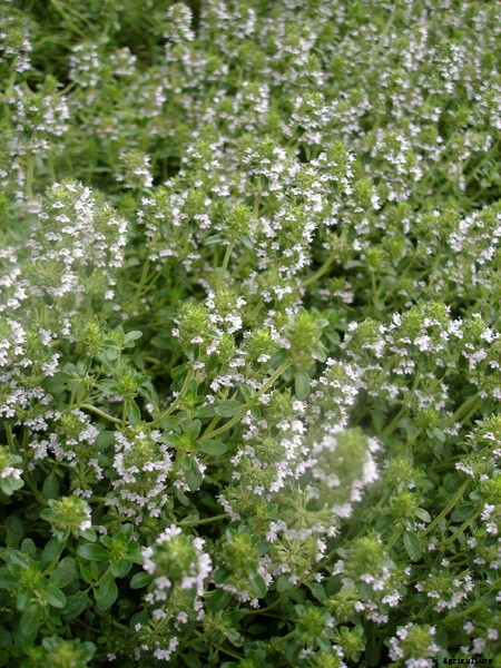 Growing Thyme