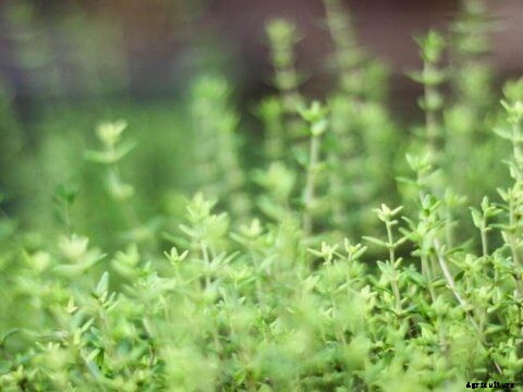 Growing Thyme