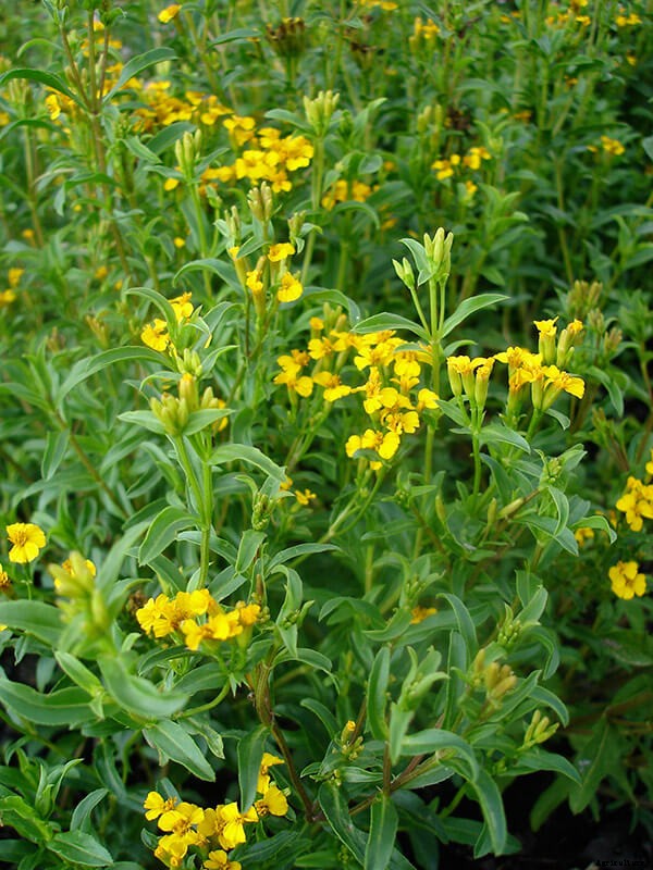 Growing Mexican Tarragon